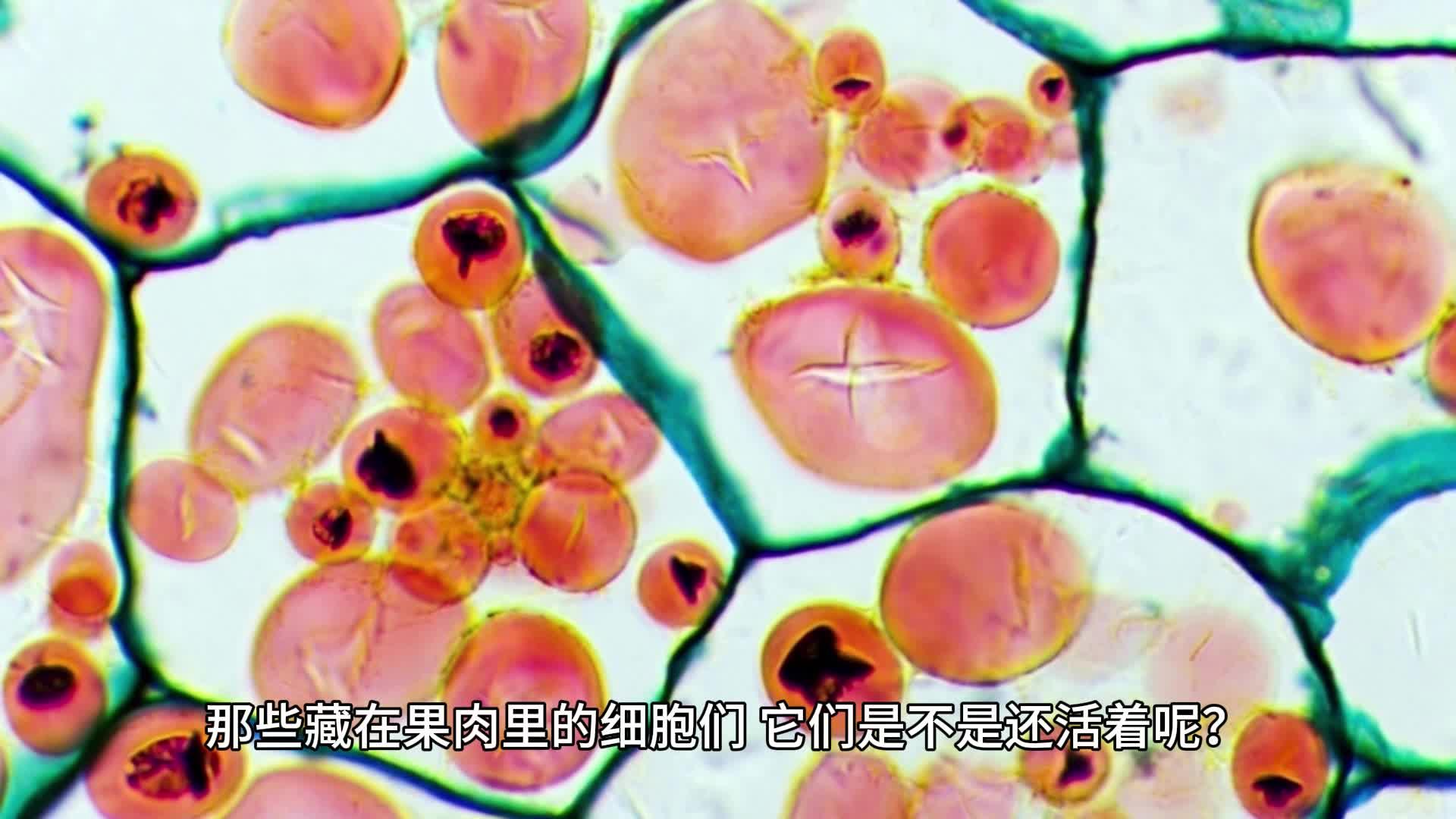 你吃的苹果中的细胞是不是活的