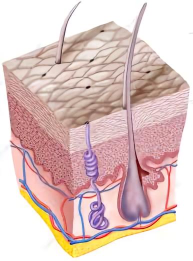 为什么动物进化不出皮甲？
