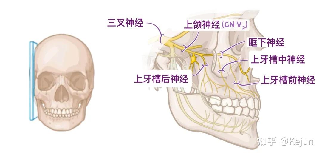 人体解剖学基础———口腔篇 - 知乎