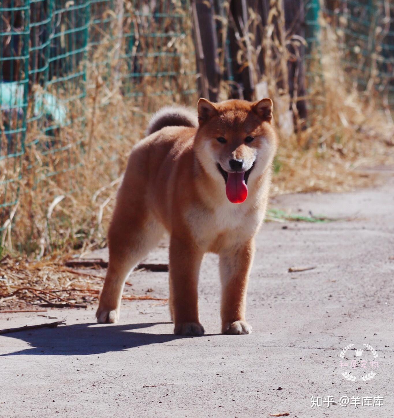 柴犬毛色太淺怎麼辦