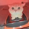 回收坏猫破猫