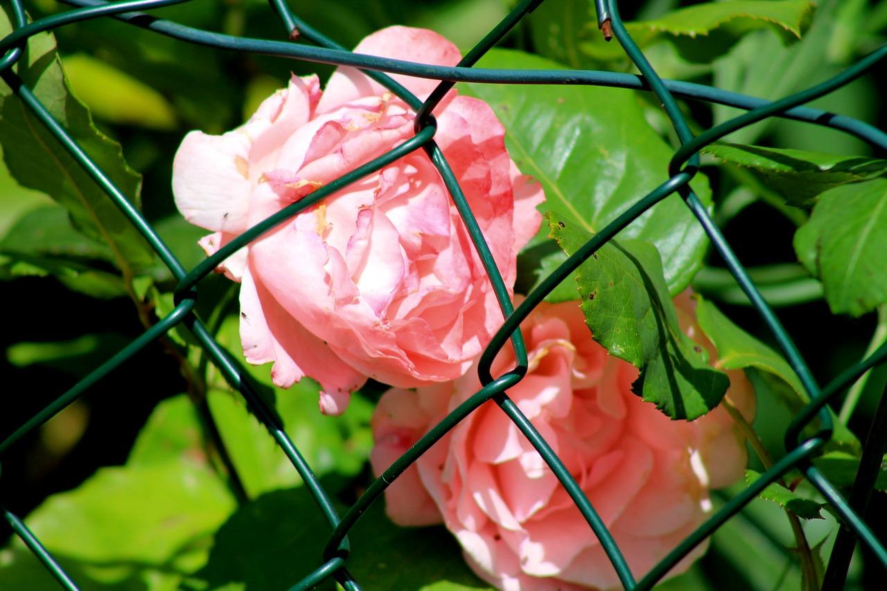 4. 篱笆材料选择