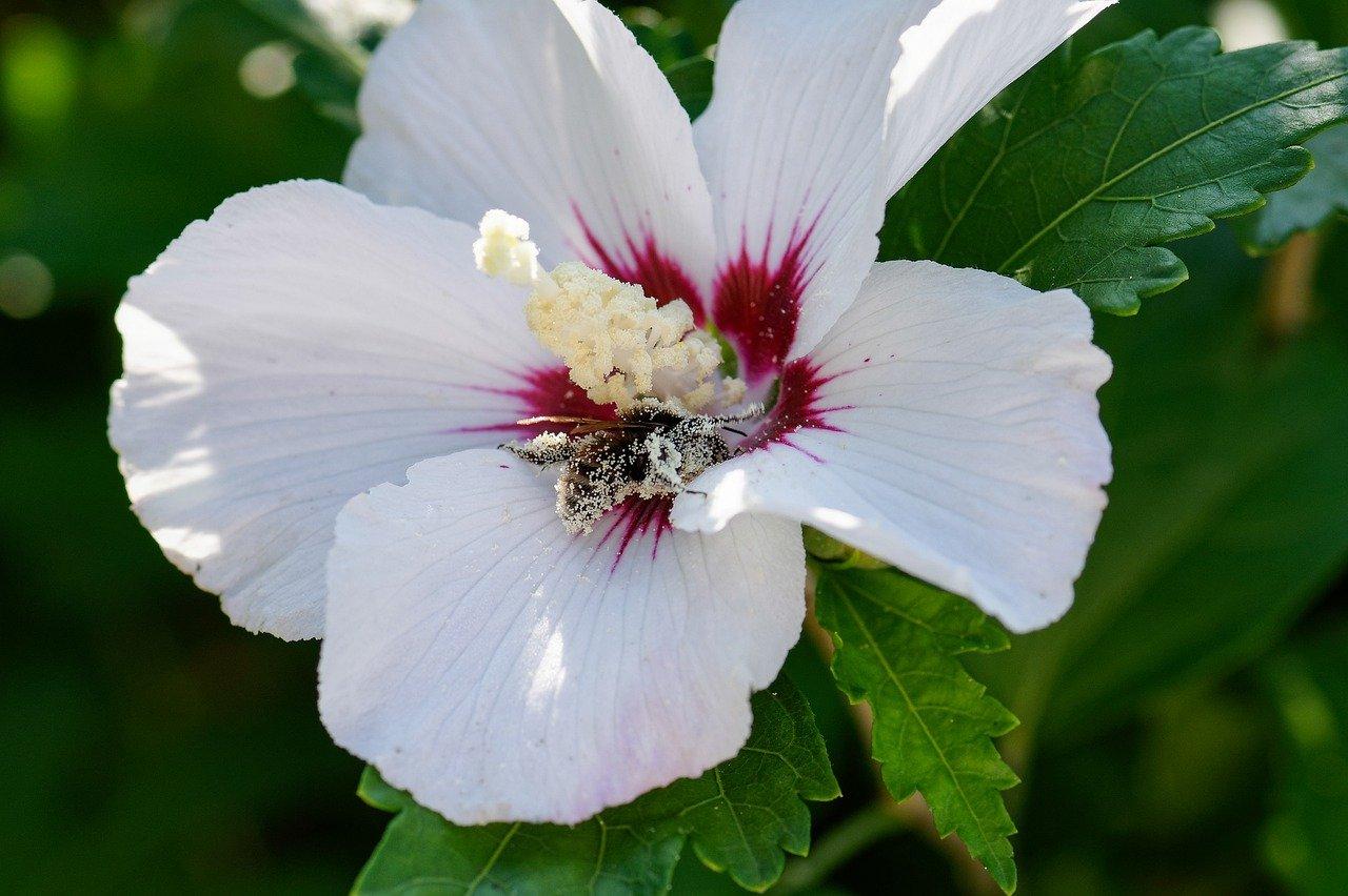 3. 水竹科植物分布