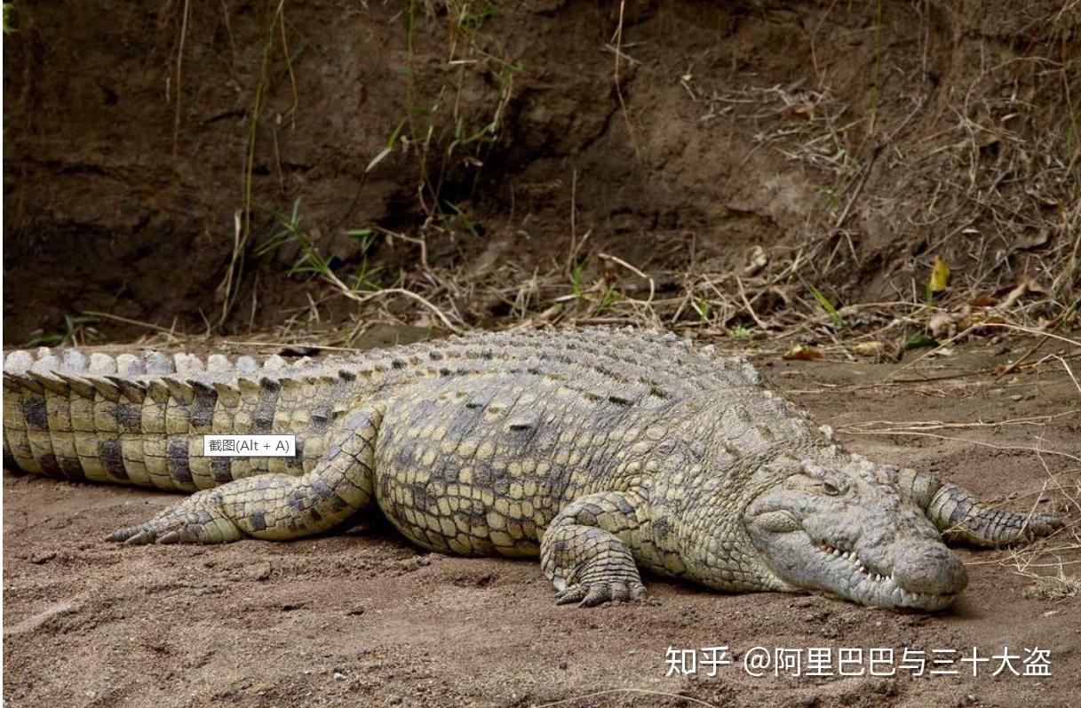 最强壮的人类能否徒手打死最大体型的成年湾鳄? - 知乎