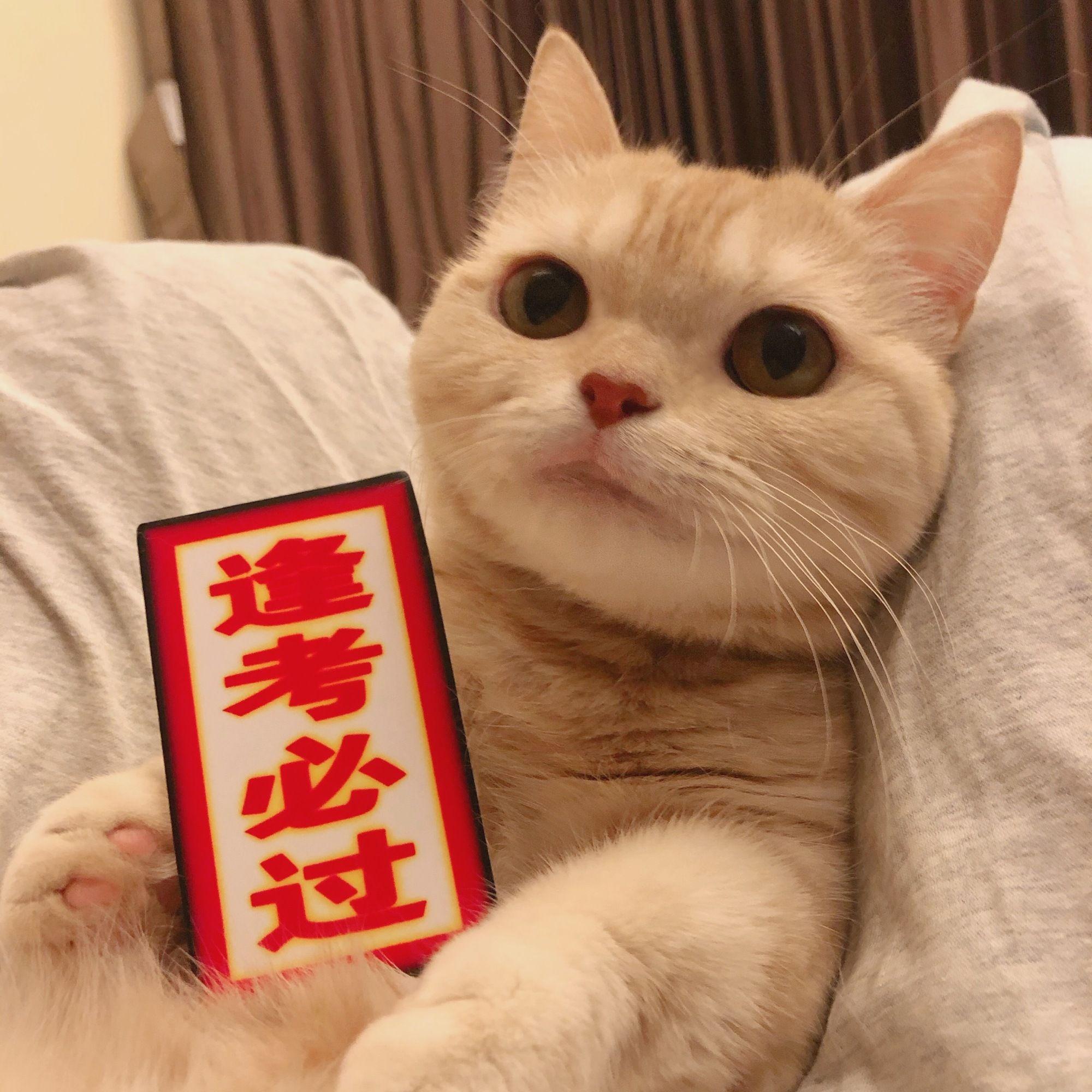 有没有类似这种的猫头像