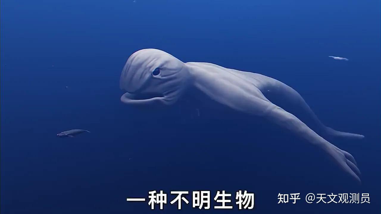 南极洲“最罕见”的10大生物 - 知乎