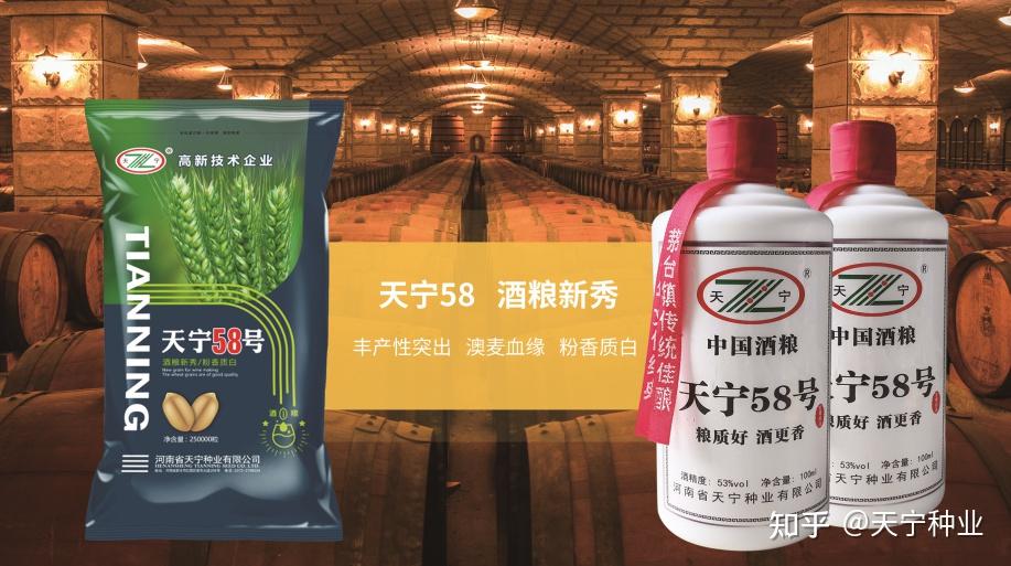 天宁种业:酒粮新秀天宁58,为酿酒而生 - 知乎