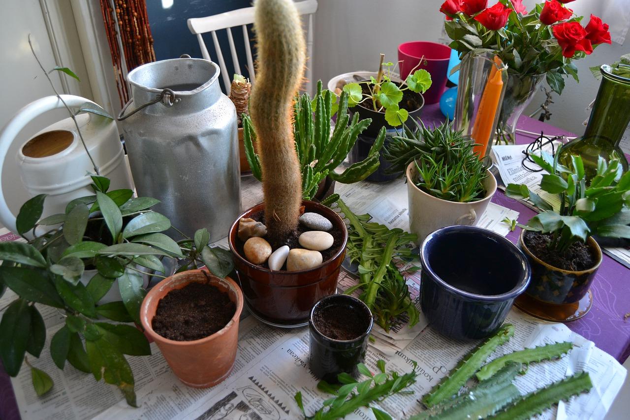 2. 铁树防寒技巧