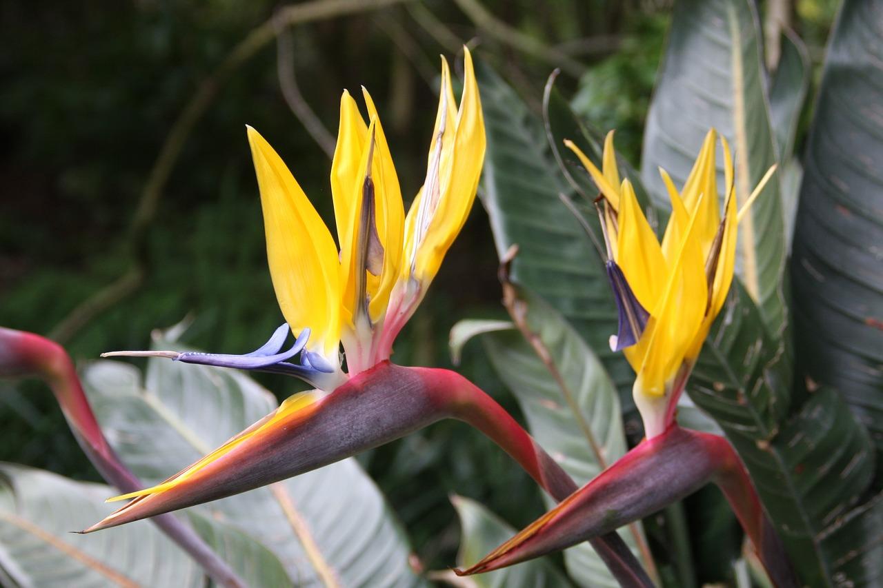 2. 种植土壤准备