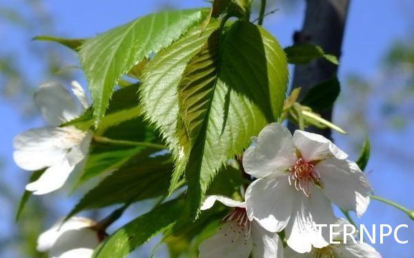 一盆花就是一个景观——垂枝樱花 - 知乎