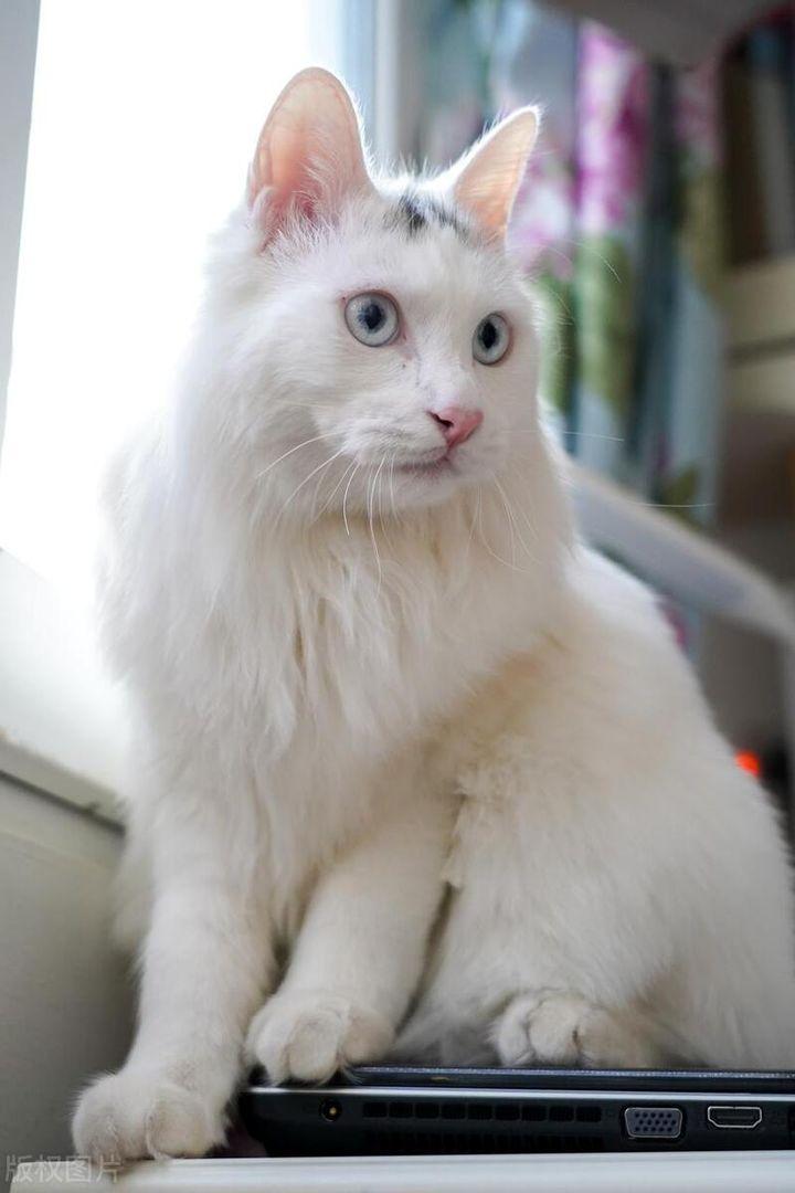盘点“高颜值”的中华田园猫，你家主子上榜了吗？ - 知乎