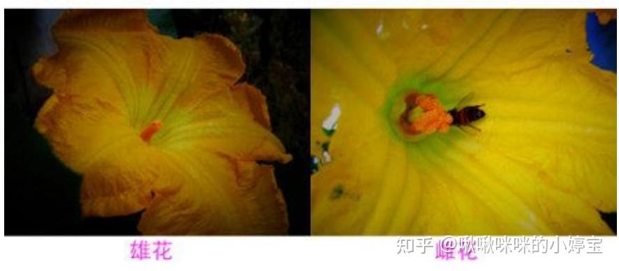 根茎叶花叶果实种子形态 - 知乎