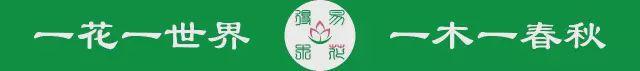 台湾宝岛上特有的国家珍稀濒危名贵树种:红桧 - 知乎