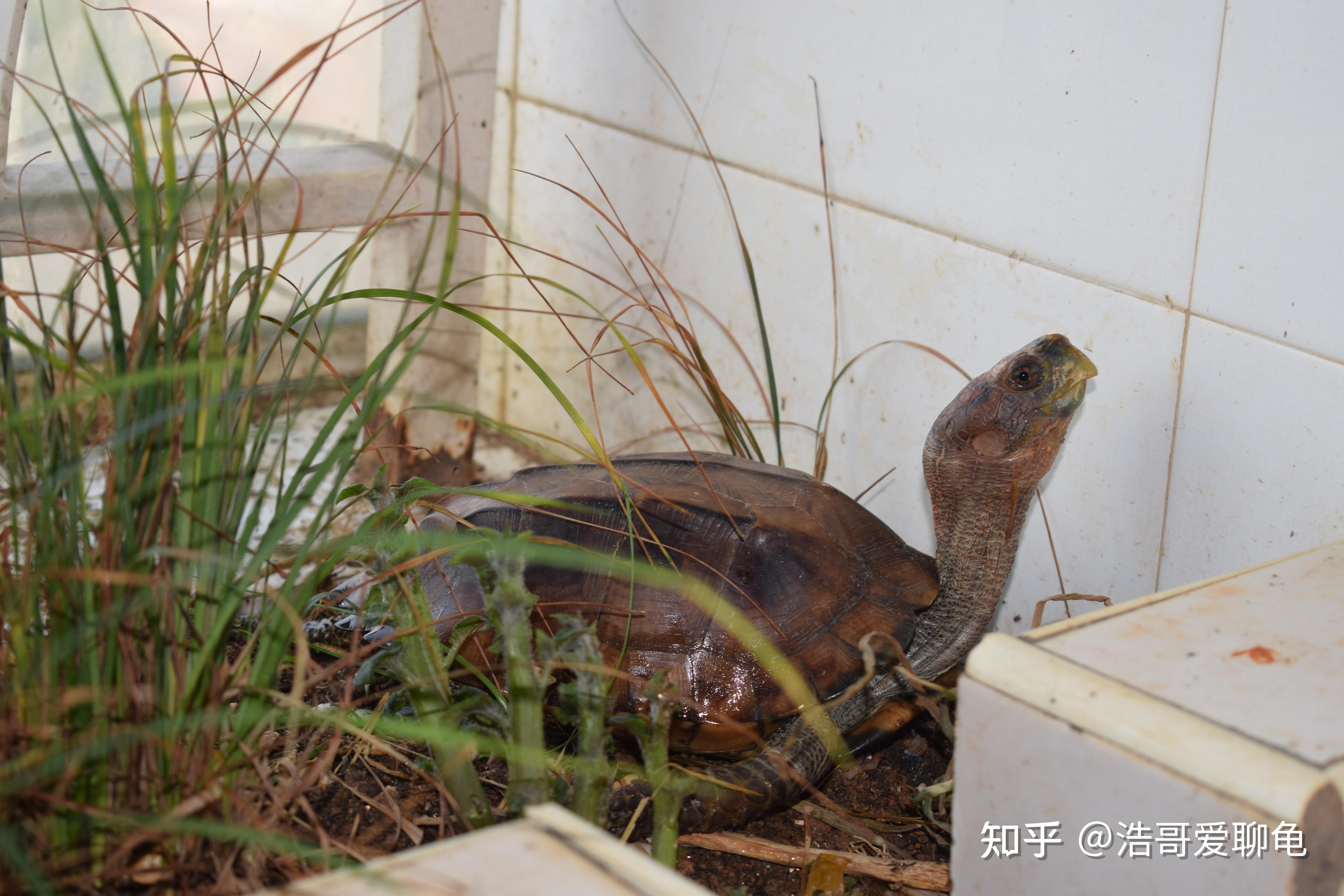 龟友们可以让我看看你们的乌龟吗。? - 知乎