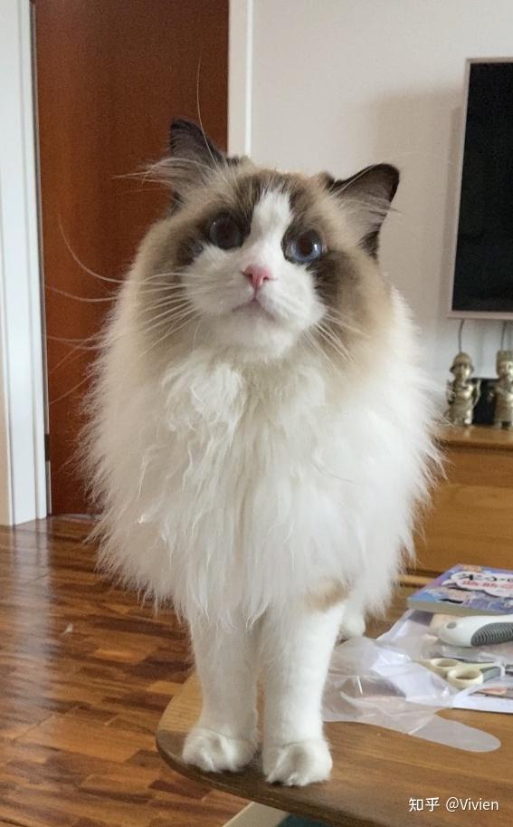布偶猫这个样子爆毛之后会好看吗现在尴尬期好担心