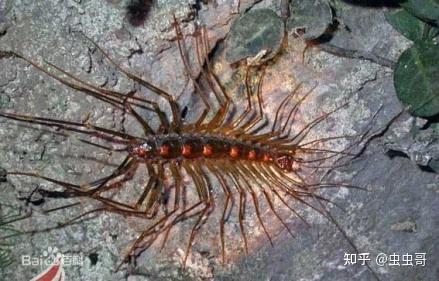 家里有多足虫怎么办?