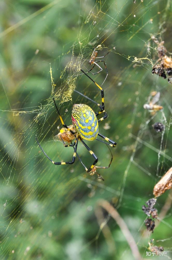 这种黄色身体腹部腹侧有红色斑点的是什么蜘蛛