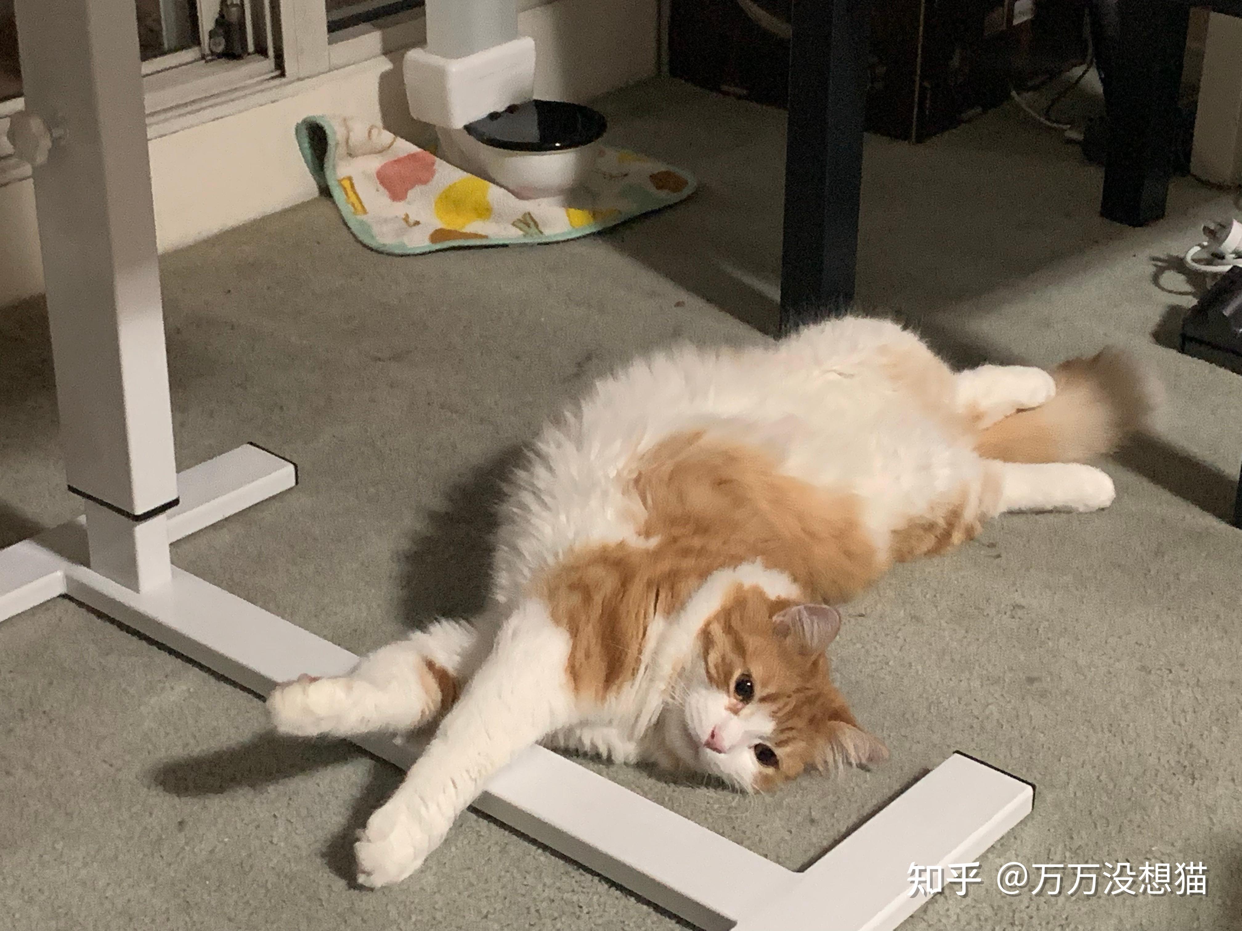 为什么摸猫的时候一开始还咕噜咕噜,过了一会儿突然转过头来咬我? - 知乎