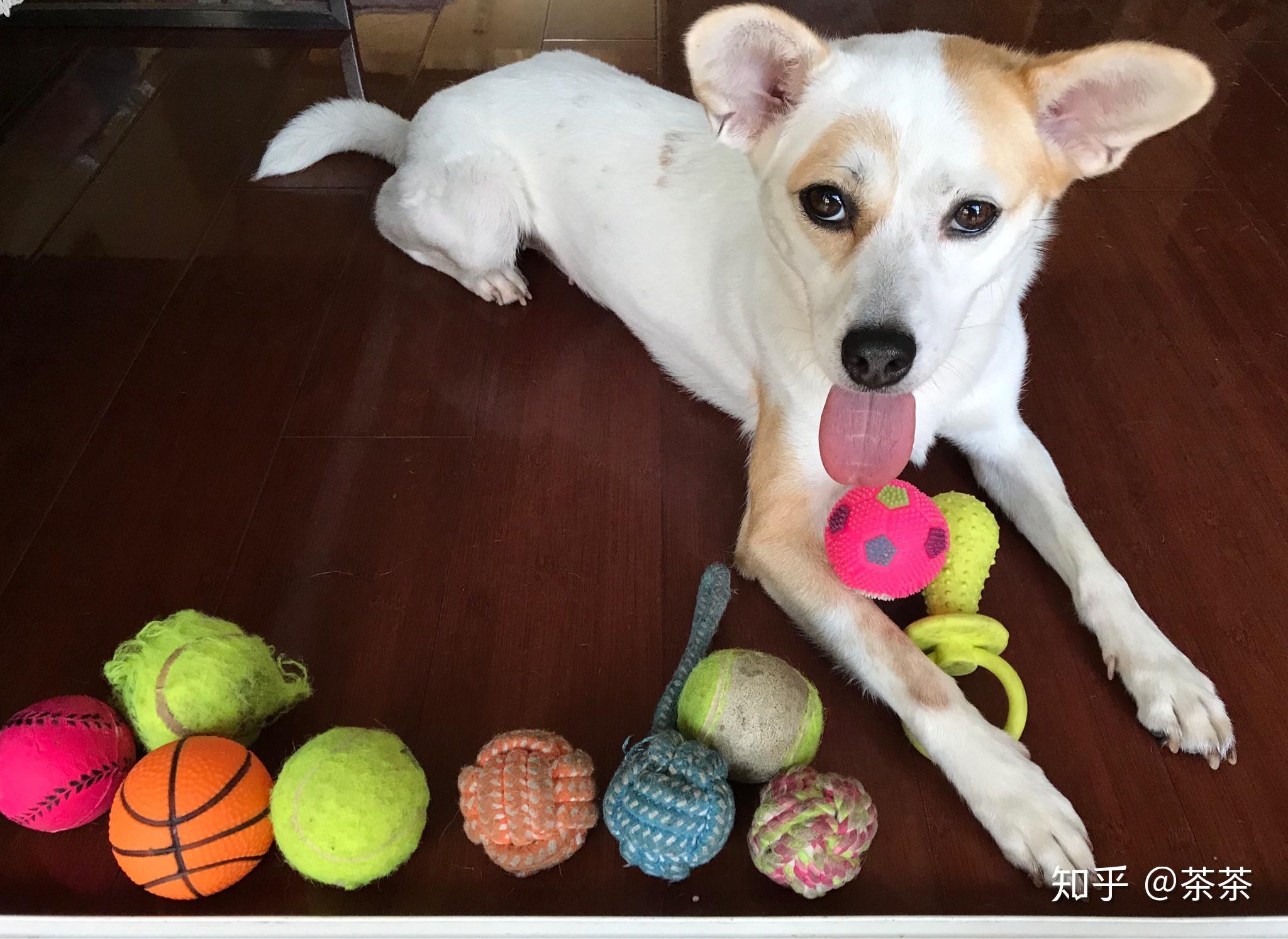 我家柯基宝宝一个多月,脸花色有点阴阳脸,换毛后会好点吗?