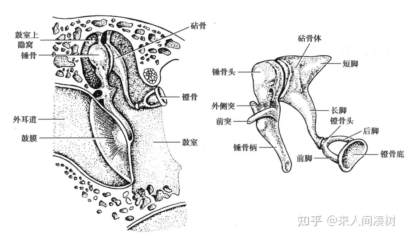 听力知识,医学上的听骨链是怎么样的?