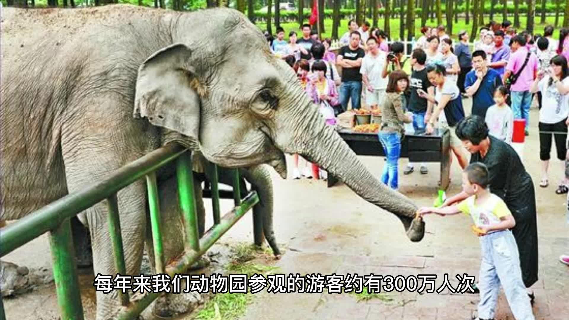 45万游客到俄罗斯莫斯科动物园看大熊猫见证俄中友谊