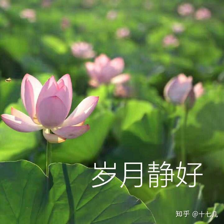 为什么很多中年妇女喜欢用荷花/莲花/荷塘图片做头像?