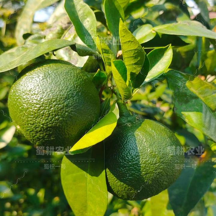 中药材解读|代代花枳壳|蜀枳一号的圆梦之路 - 知乎