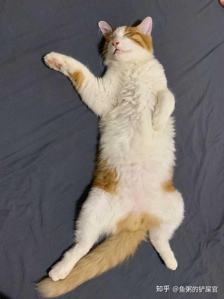 猫这样是母鸡蹲吗是生病了吗