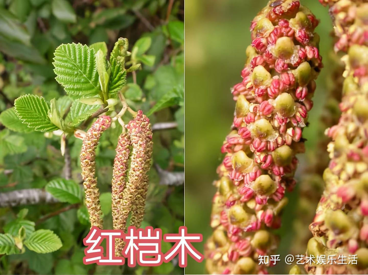 桦木科植物有哪些 - 知乎