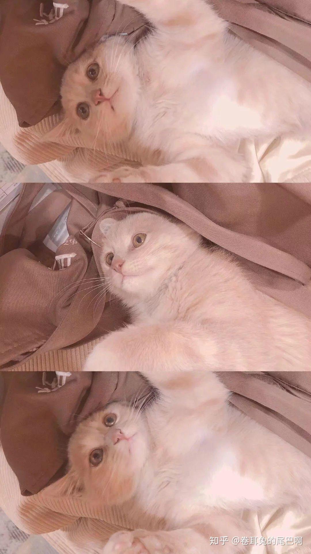 适合女生可爱温柔好看的聊天背景图有哪些呢? - 知乎