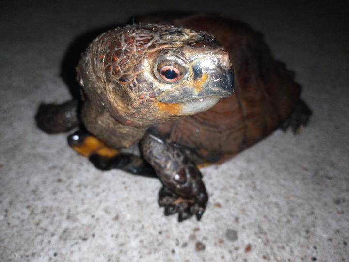 半水龟需要的湿度和湿润度 - 知乎