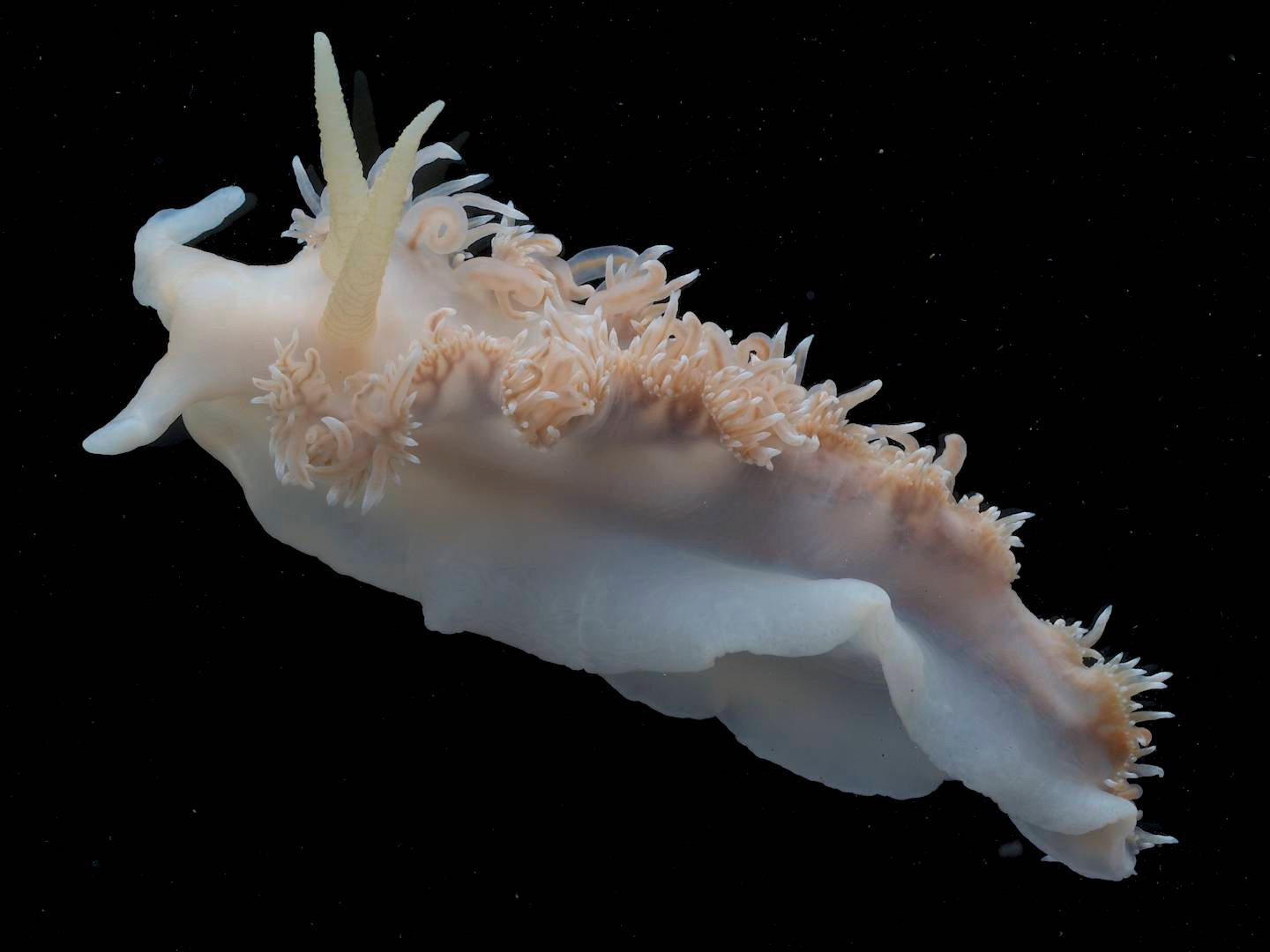 生活在南极冰下的最原始蓑海牛:盾海牛科