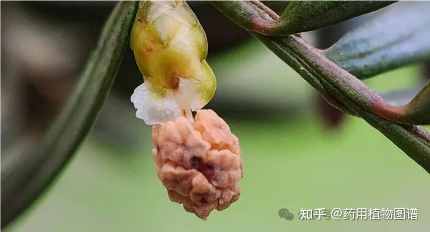 红豆杉树价值如何