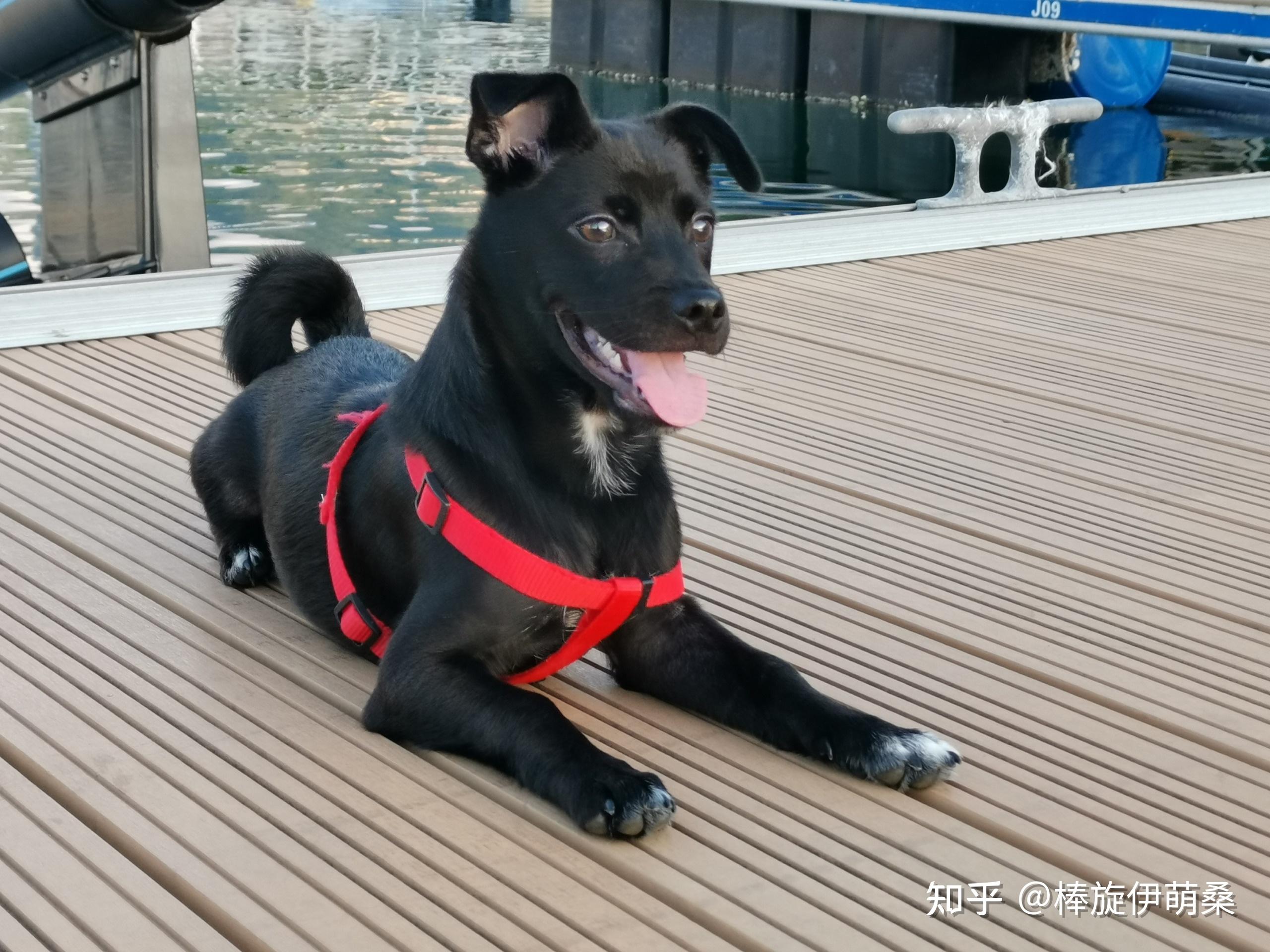 请问全身黑只有胸口一小戳白毛的是什么狗?谢谢