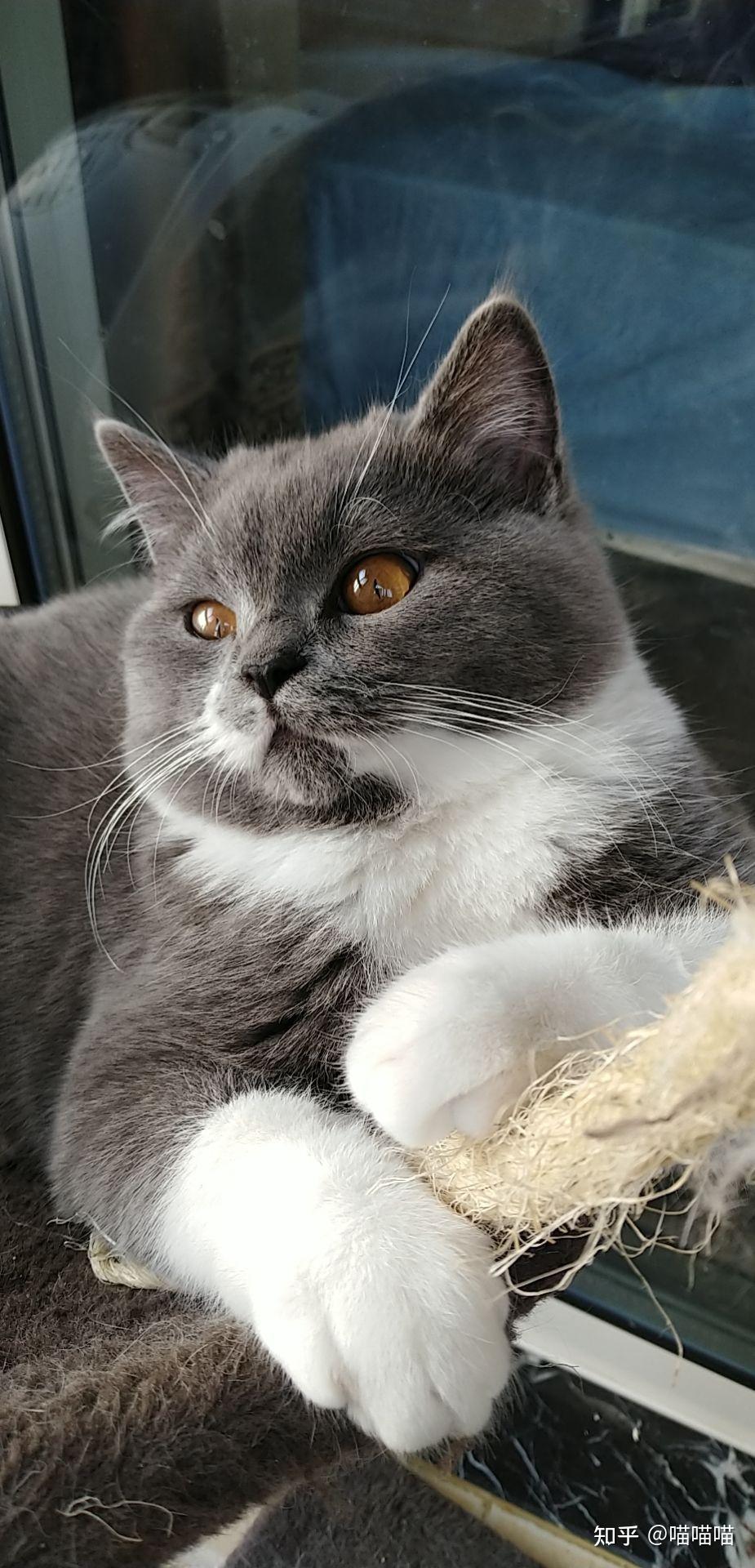 买了一个月的小猫开始不太懂蓝白知道品相不好想知道是蓝猫和白猫串串