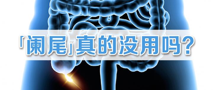 阑尾,居然有利于长寿? - 知乎
