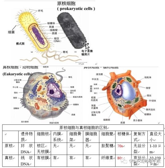 原核细胞有膜结构吗?
