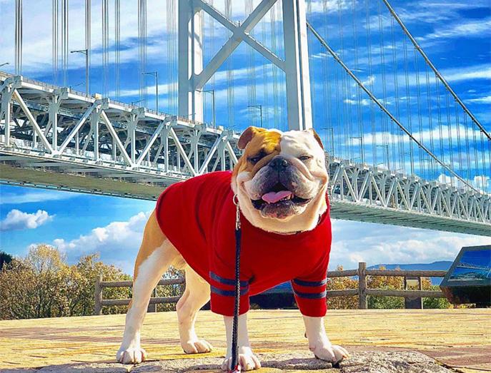 长腿欧巴萌宠英国斗牛犬来袭这是我见过最好看的大长腿