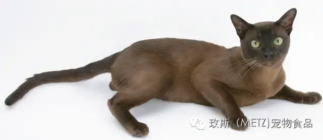 世界名猫品种有哪些? - 知乎