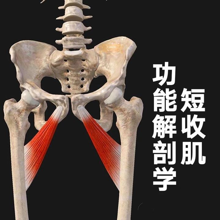 【短收肌】大腿内侧稳定之柱 - 知乎