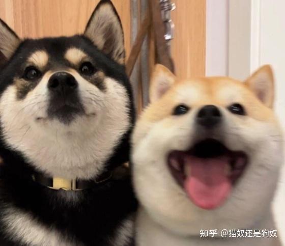 一只狗聪不聪明,平时的几个“表现”,大多能看出来 - 知乎