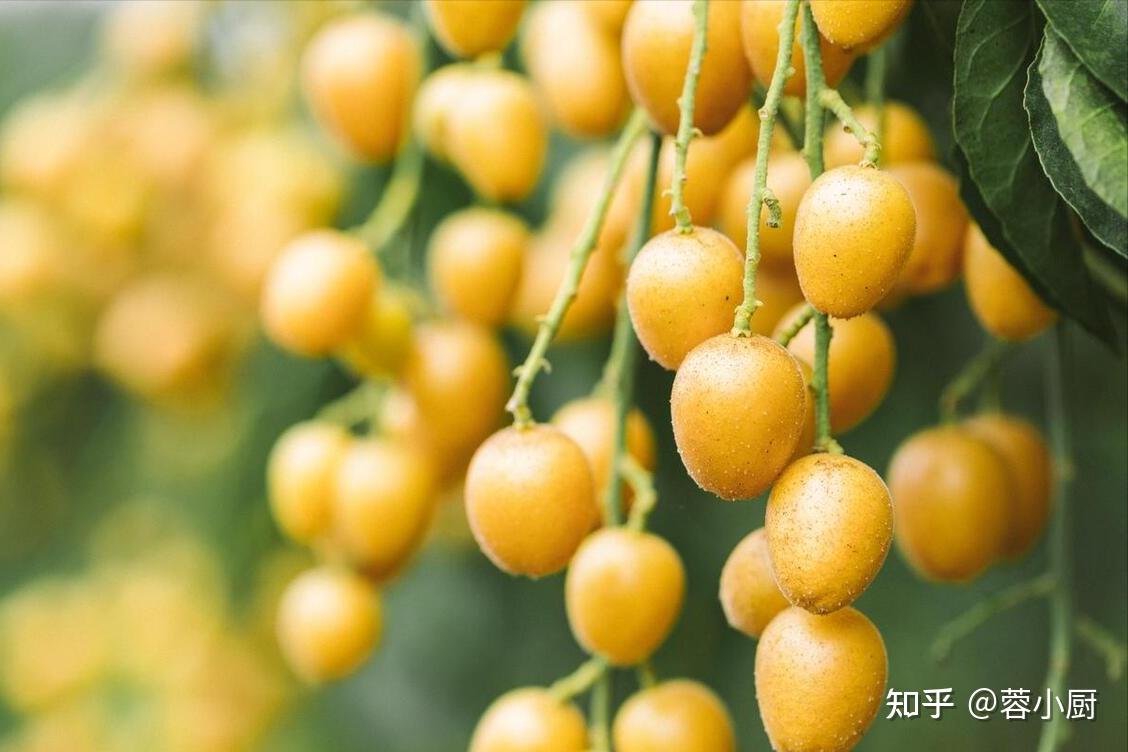 「黄皮果」应该怎么吃？ - 知乎