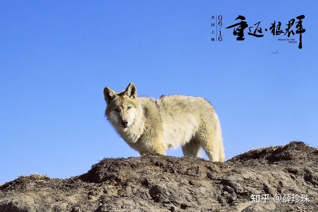 “狼妈”李微漪和狼王格林的故事是一个格林童话 - 知乎