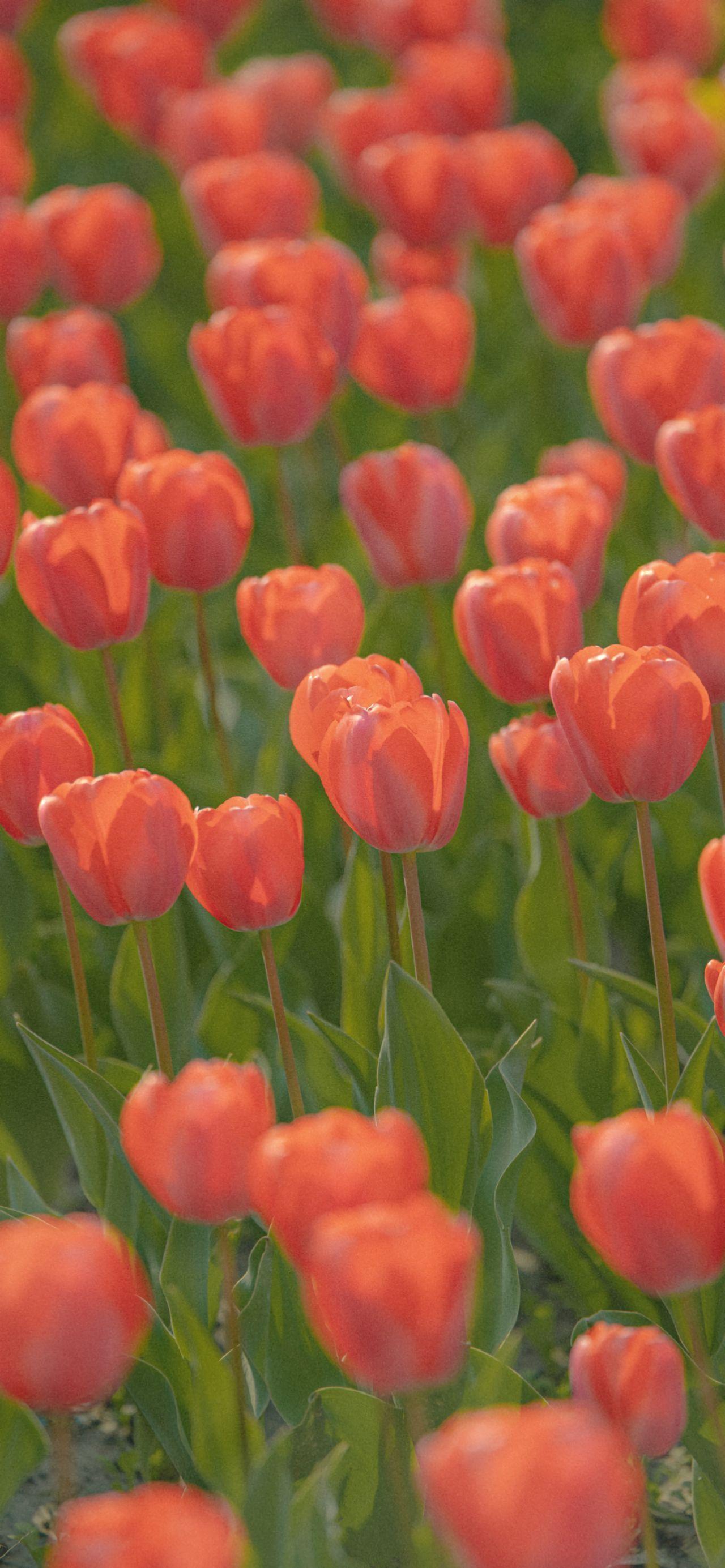 有没有这样关于玫瑰花的微信背景图或者有意境的文字背景图? - 知乎