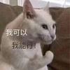 初入行业的奥迪特