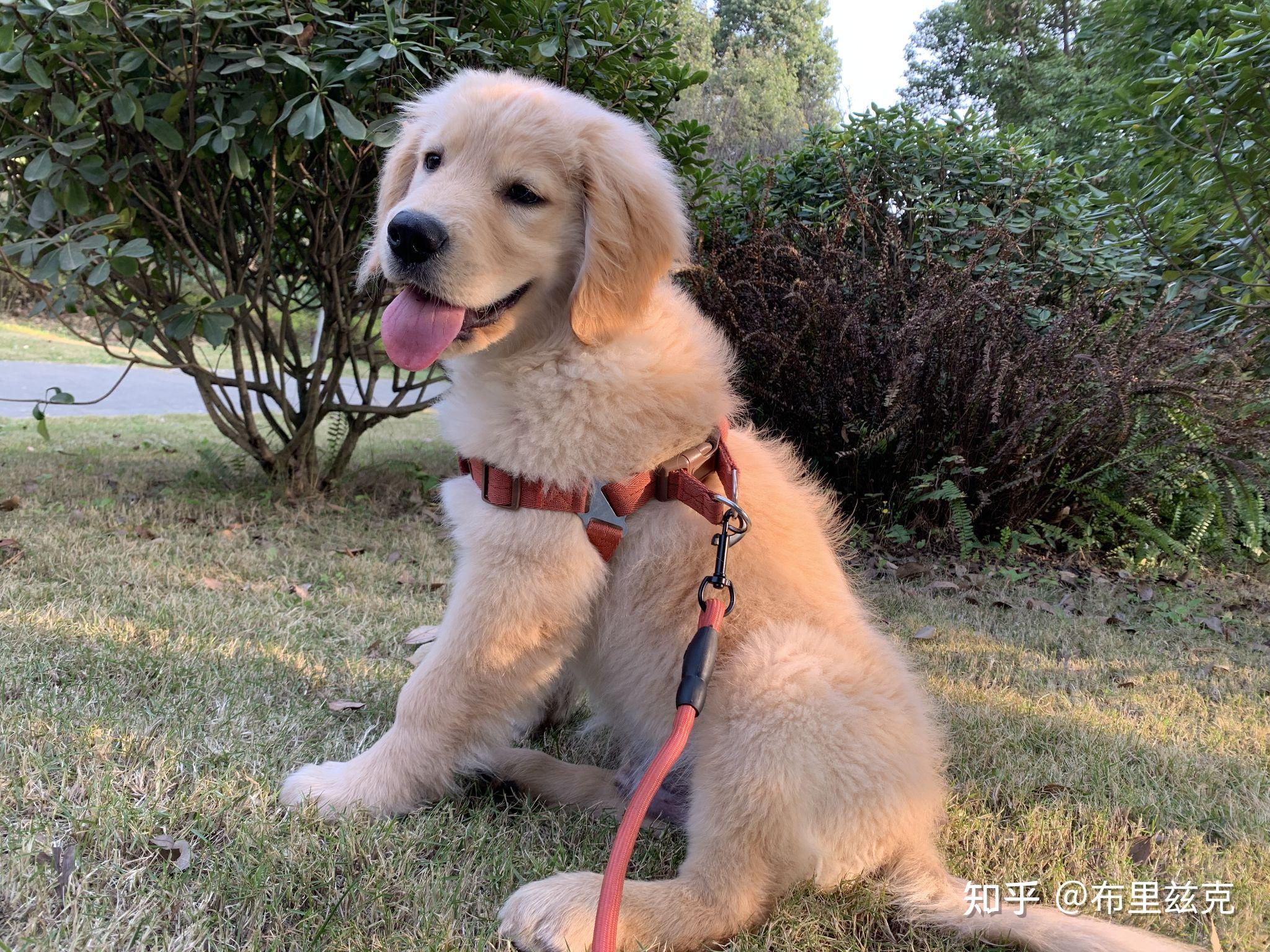 金毛四个月应该是什么样? - 知乎