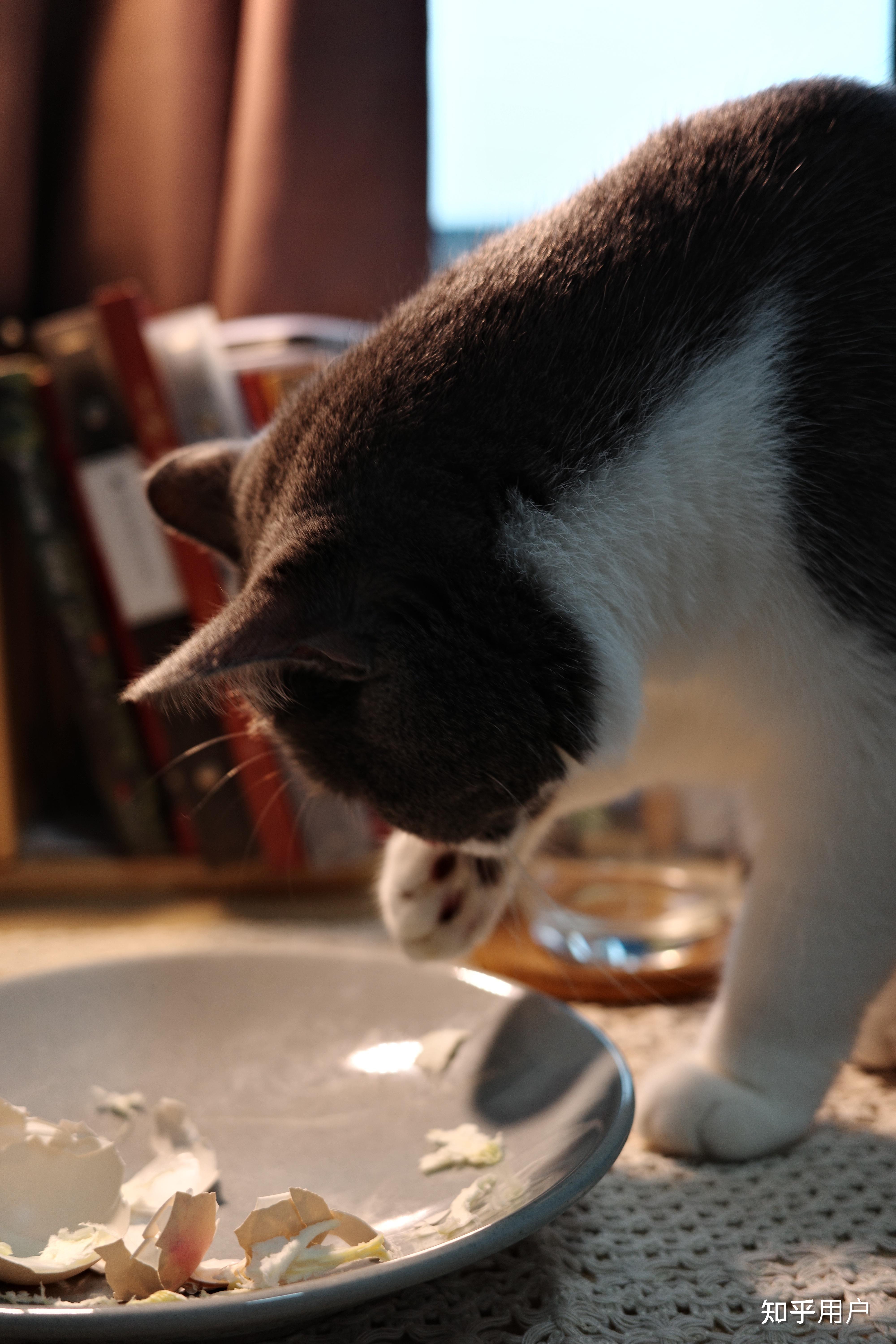 新手养猫前要了解哪些基础知识? - 知乎
