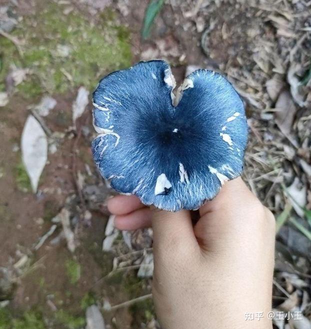这种蓝色的蘑菇是有毒的吗? - 知乎