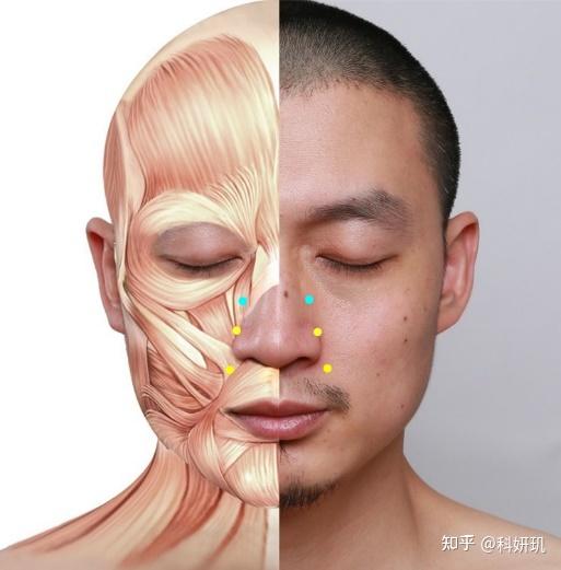 【科普】高阶解剖:上唇口轮匝肌上还有其他肌纤维吗? - 知乎
