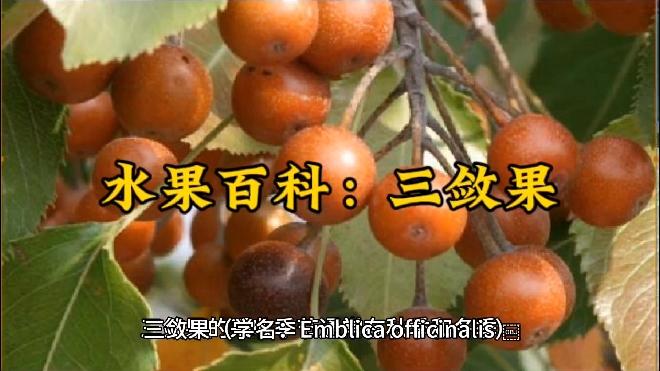水果百科三敛果